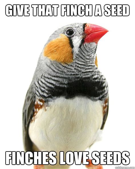 finch meme|More.